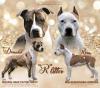 Продам щенка Finland, Helsinki American Staffordshire Terrier