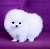 Продам щенка Uzbekistan, Namangan Pomeranian Spitz