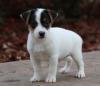 Продам щенка France, Paris Jack Russell Terrier