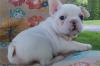 Продам щенка Estonia, Narva French Bulldog