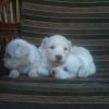 Продам щенка Slovenia, Belgrade Other breed, Coton de tulear 