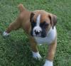 Продам щенка France, Metz , Boxer Puppies