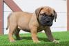 Продам щенка Ireland, Cork Bullmastiff