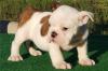 Продам щенка Ireland, Cork English Bulldog