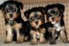 Продам щенка Netherlands, Hemstede Yorkshire Terrier