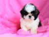 Продам щенка Russia, Kazan , Shih Tzu puppies