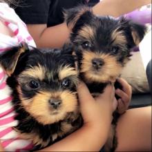 Продам щенка Portugal, Gondomar Yorkshire Terrier