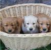 Продам щенка Netherlands, Amsterdam Golden Retriever