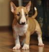 Продам щенка Netherlands, Amsterdam Bull Terrier