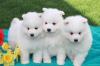 Продам щенка Estonia, Tallinn Samoyed dog (Samoyed)