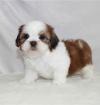 Продам щенка Ireland, Belfast , Shih Tzu puppies