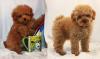 Продам щенка Ireland, Galway , Poodle Puppies