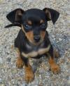 Продам щенка Czech Republic, Dobrzhish Miniature Pinscher