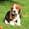 Продам щенка Slovenia, Soko-Banja Basset Hound