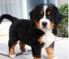 Продам щенка Denmark, Odense Bernese Mountain Dog