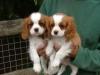 Продам щенка Georgia, Georgia King Charles Spaniel