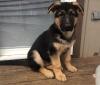 Продам щенка Spain, Oviedo German Shepherd Dog