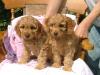 Продам щенка Austria, Vienna Other breed, Cockapoo Puppies