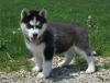 Продам щенка Netherlands, Amsterdam Haski, Blue Eyes Siberian Husky Puppies