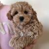 Продам щенка Netherlands, Amsterdam Other breed, Maltipoo Puppies