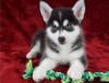 Продам щенка Ireland, Cork Other breed, POMSKY PUPPIES