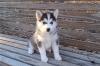 Продам щенка Hungary, Budapest Haski, Blue Eyes Siberian Husky Puppies