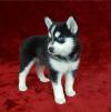 Продам щенка Cyprus, Nicosia Other breed, POMSKY PUPPIES