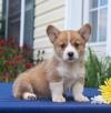 Продам щенка Ireland, Dublin Other breed, Pembroke Welsh Corgi Puppies