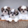 Продам щенка Ireland, Dublin Shih Tzu