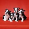 Продам щенка Cyprus, Limassol Boston Terrier