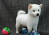 Продам щенка Ireland, Cork Other breed, Shiba Inu Puppies