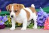 Продам щенка Spain, Madrid Jack Russell Terrier