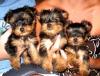 Продам щенка France, Paris Yorkshire Terrier