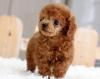 Продам щенка Latvia, Riga Toy-poodle