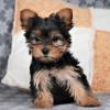 Продам щенка Portugal, Portalegre Yorkshire Terrier