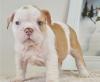 Продам щенка Italy, Milan English Bulldog