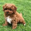 Продам щенка France, Vien , CAVAPOO