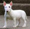 Продам щенка Sweden, Vesteros Bull Terrier