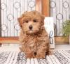 Продам щенка Spain, Barcelona Other breed, Maltipoo Puppies