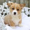 Продам щенка Lithuania, Vilnius Other breed, Pembroke Welsh Corgi Puppies