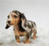 Продам щенка Estonia, Sillamyae Dachshund