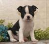 Продам щенка Spain, Madrid Boston Terrier