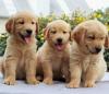 Продам щенка Belgium, Brussels Golden Retriever