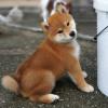 Продам щенка United Kingdom, Cambridge , Shiba Inu