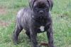 Продам щенка Spain, Girona Bullmastiff