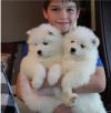 Продам щенка Denmark, Kopenagen Samoyed dog (Samoyed)