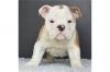 Продам щенка Sweden, Esbjerg English Bulldog