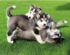 Продам щенка Ireland, Dublin Haski, Blue Eyes Siberian Husky Puppies