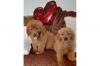 Продам щенка Ireland, Dublin Golden Retriever