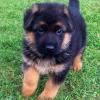 Продам щенка Italy, Milan German Shepherd Dog